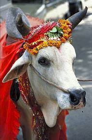 A ovako Sveta krava izgleda u Indiji
