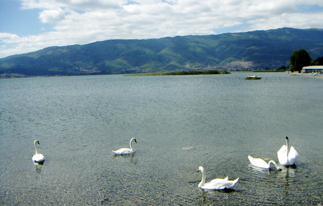 Swans