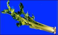 POVRCE: Celer