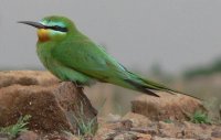 blue cheeked bee eater