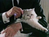Blofeld: Blofeld with Mr. Whiskers