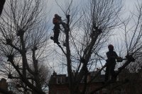 "Tree Doctors", London 2010